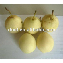 Hot selling delicious pear fruit export to India